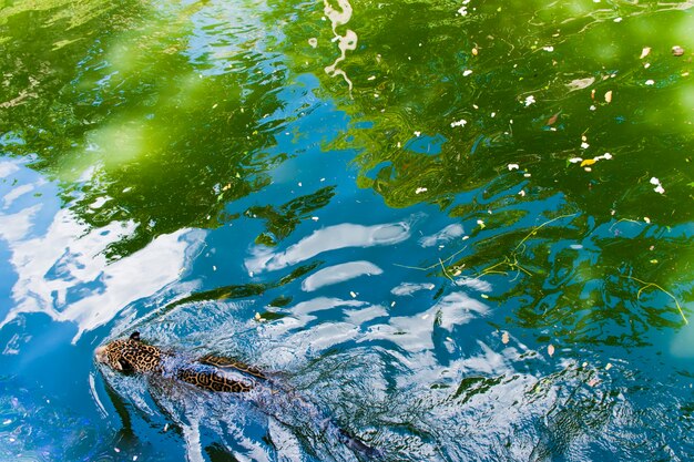 Un leopardo sta nuotando nell'acqua