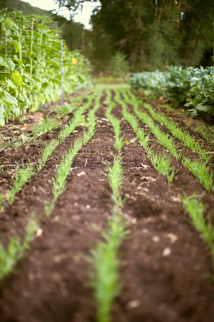 Un letto da orto Piantato con filari di piantine e piante di germogli verdi Prodotti biologici freschi Orto