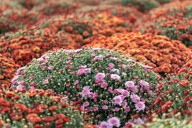 Un letto di fiori con crisantemi in fiore.