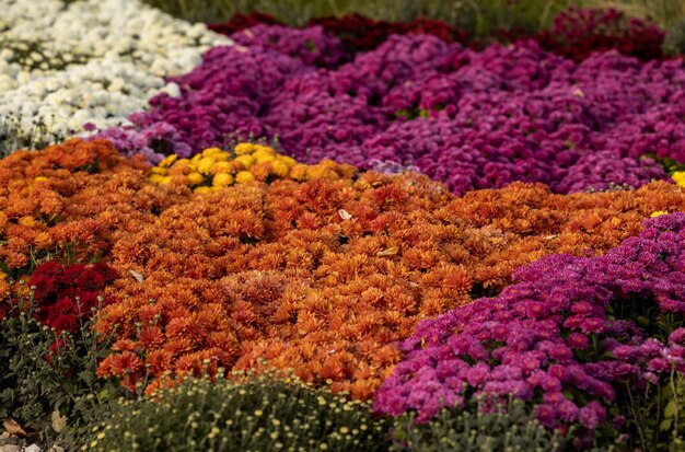 Un letto di fiori di crisantemi colorati