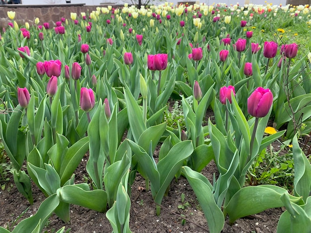 Un letto di tulipani viola con fiori gialli sullo sfondo.