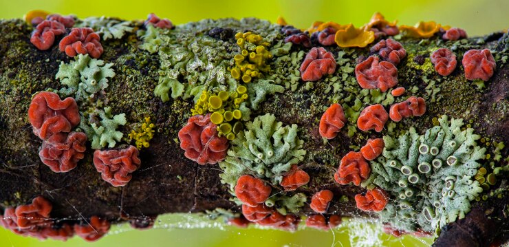 Un licheni è un organismo composito che deriva da alghe o cianobatteri