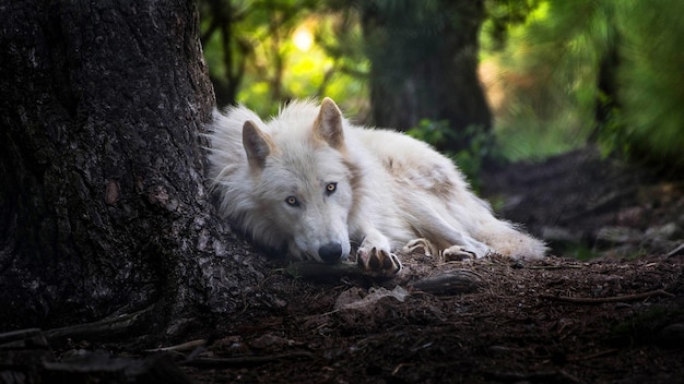 un lupo è sdraiato in un albero con il sole che splende attraverso gli alberi