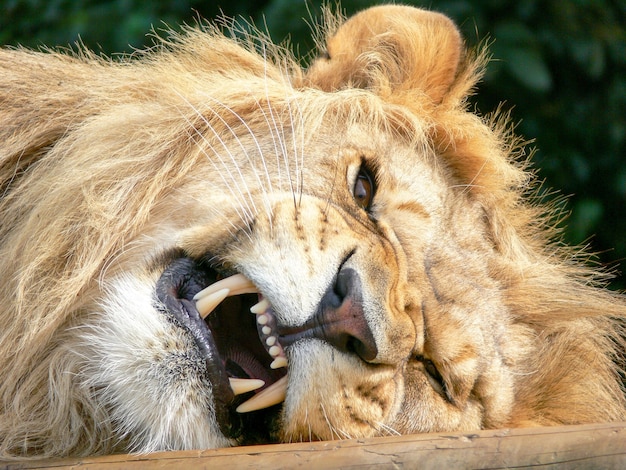 Un maestoso leone seduto su una piattaforma di legno