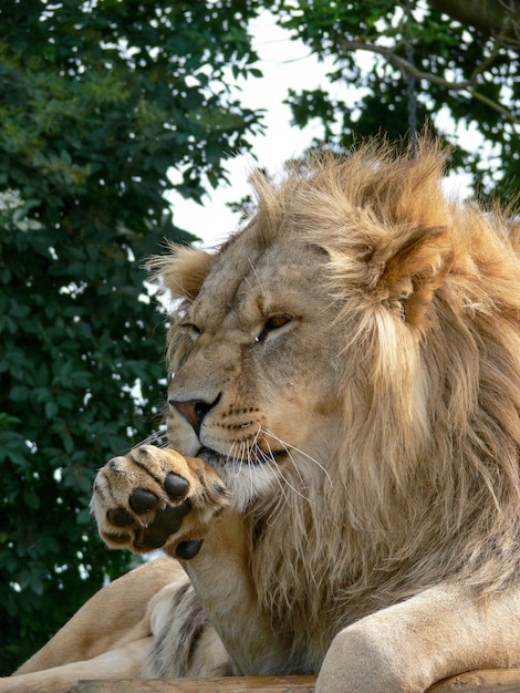 Un maestoso leone seduto su una piattaforma di legno