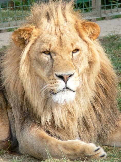 Un maestoso leone seduto su una piattaforma di legno