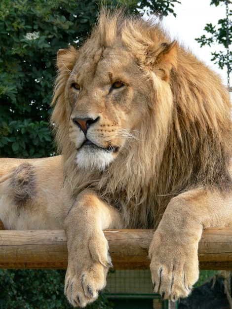 Un maestoso leone seduto su una piattaforma di legno