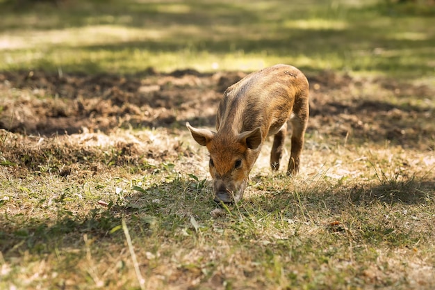 Un maialino maculato che corre sotto il sole estivo