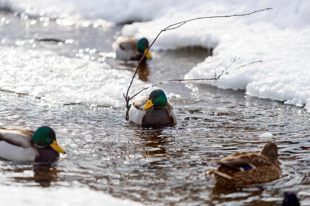 Un mallard nuota nei fiumi del parco in inverno la neve si trova lungo le rive