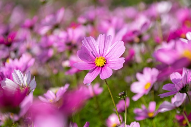 Un mare di fiori composto da crisantemi persiani di vari colori al mattino