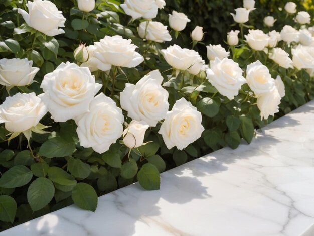 Un marmo bianco circondato da rose bianche in un giardino