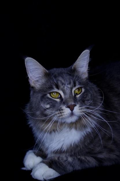 Un maschio adulto di Maine Coon di colore grigio scuro mangia cibo per gatti.