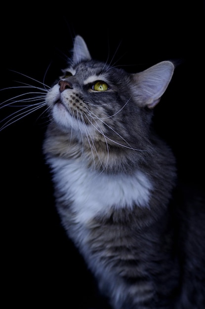 Un maschio adulto di Maine Coon di colore grigio scuro mangia cibo per gatti.