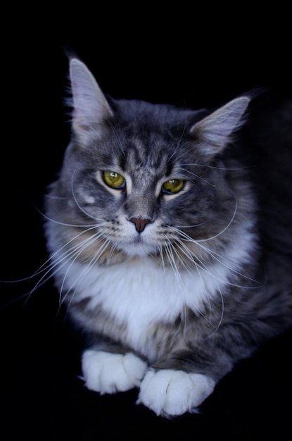 Un maschio adulto di Maine Coon di colore grigio scuro mangia cibo per gatti.