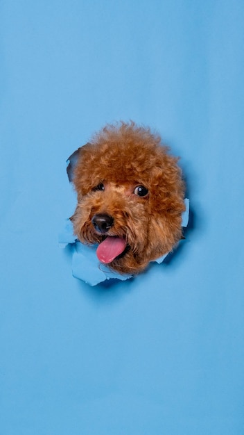 Un maschio barboncino di cioccolato servizio fotografico in studio di fotografia per animali domestici con il concetto che rompe la testa di carta blu attraverso di essa con l'espressione