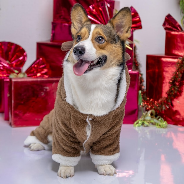 Un maschio corgi pembroke gallese servizio fotografico pet fotografia studio sfondo natale tema vestito e decorazione