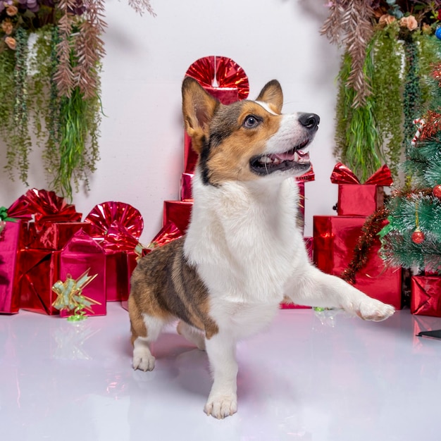 Un maschio corgi pembroke gallese servizio fotografico pet fotografia studio sfondo natale tema vestito e decorazione