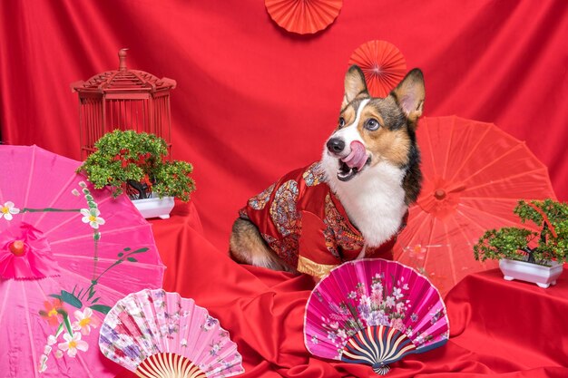 Un maschio corgi pembroke gallese servizio fotografico pet studio fotografico con sfondo rosso capodanno cinese vestito e decorazione a tema