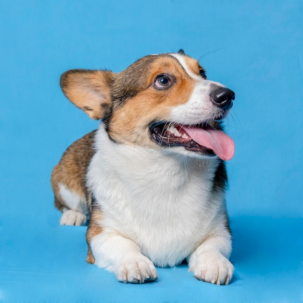 Un maschio corgi pembroke gallese servizio fotografico pet studio fotografico isolato con sfondo blu vestito a tema natale e decorazione