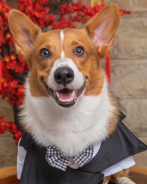 Un maschio corgi pembroke gallese servizio fotografico pet studio fotografico isolato con sfondo blu vestito a tema natale e decorazione