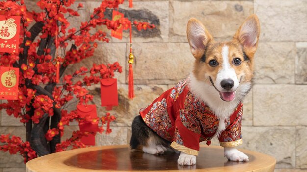 Un maschio corgi pembroke gallese servizio fotografico pet studio fotografico isolato con sfondo blu vestito a tema natale e decorazione