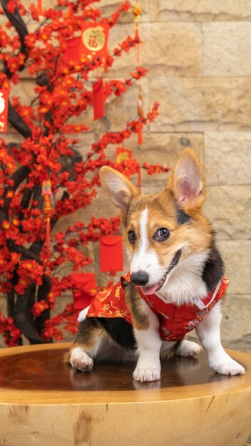 Un maschio corgi pembroke gallese servizio fotografico pet studio fotografico isolato con sfondo blu vestito a tema natale e decorazione