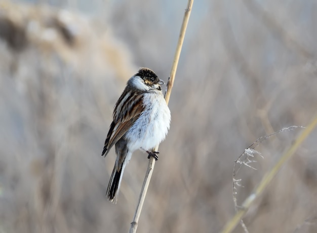 Un maschio di canna comune bunting (Emberiza schoeniclus) si siede sul ramo di canna