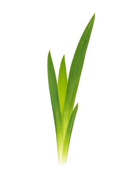 Un mazzetto di erba verde con foglie appuntite isolato su uno sfondo bianco