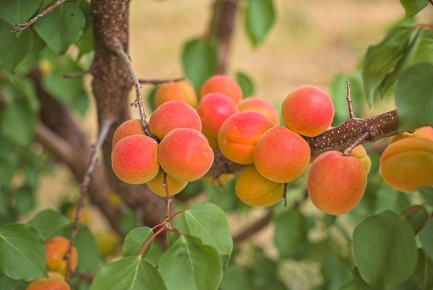 Un mazzo di albicocche mature appeso a un albero in uno sfondo di albicocche frutteto