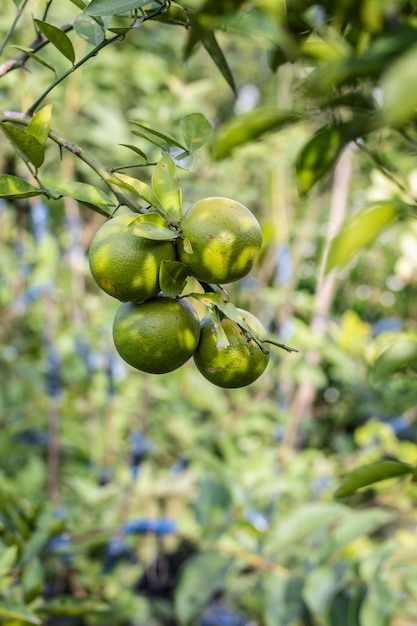 Un mazzo di arance verdi organiche fresche appese in giardino