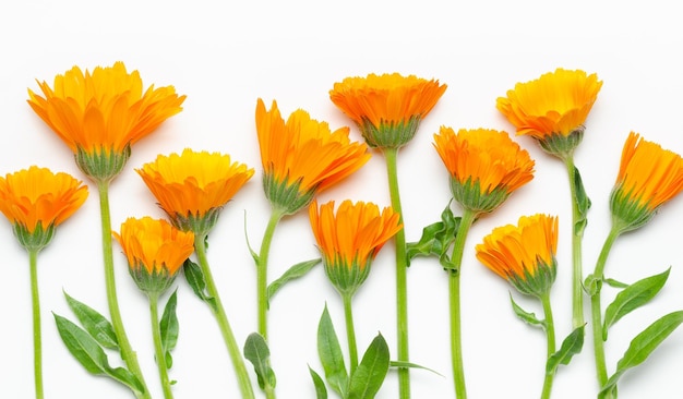 Un mazzo di calendulas arancioni su sfondo bianco.