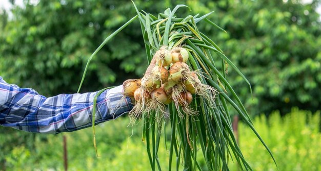 Un mazzo di cipolle fresche nelle mani di un contadino. Natura. Messa a fuoco selettiva