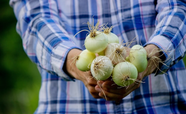Un mazzo di cipolle fresche nelle mani di un contadino. Natura. Messa a fuoco selettiva