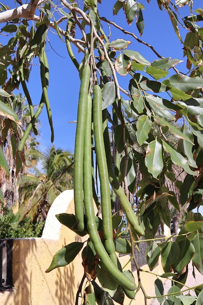 Un mazzo di fagiolini appesi a un albero di cassia