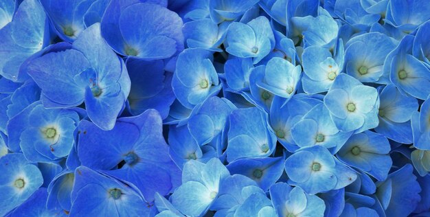 Un mazzo di fiori blu con la parola ortensia sul fondo