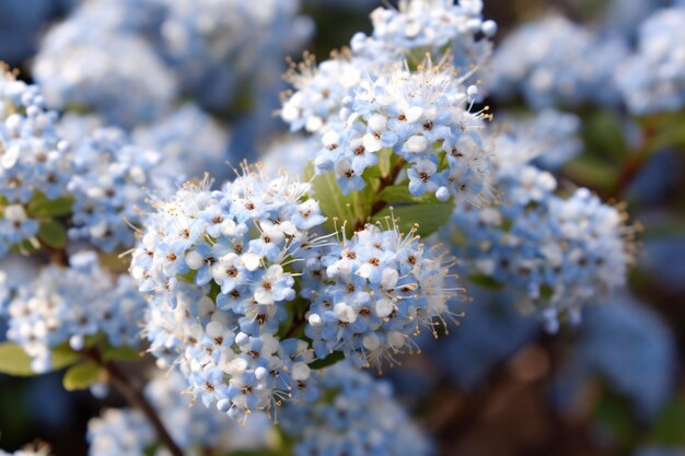 Un mazzo di fiori blu