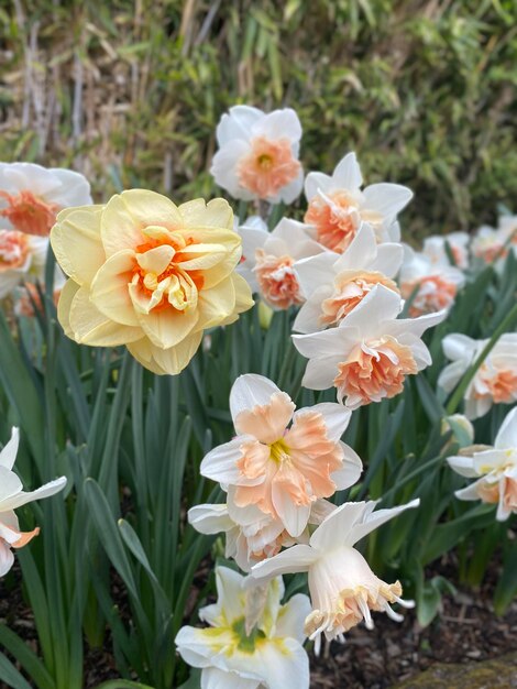 Un mazzo di fiori con uno di essi ha un fiore giallo al centro.