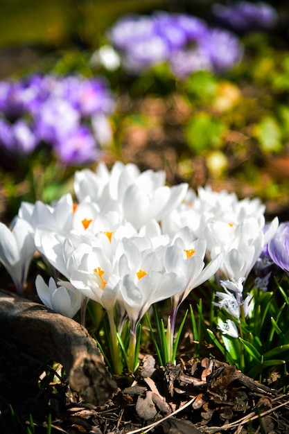 Un mazzo di fiori di croco bianco in un giardino