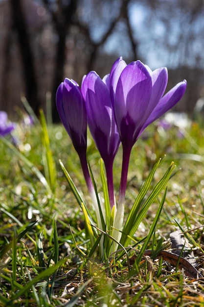 Un mazzo di fiori di croco nell'erba