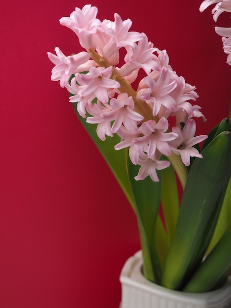 Un mazzo di fiori di giacinto rosa sono su uno sfondo rosso.