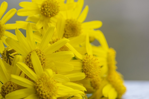 Un mazzo di fiori gialli con la scritta "dente di leone" sul fondo.