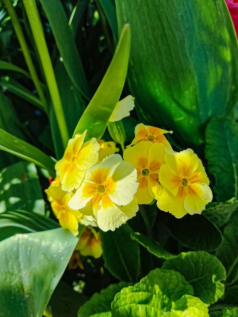 Un mazzo di fiori gialli con sopra la parola primula