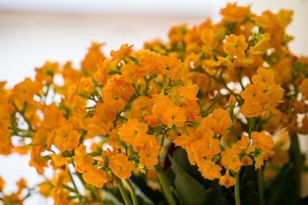 Un mazzo di fiori gialli e arancioni