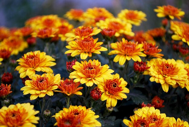 Un mazzo di fiori gialli e rossi con la parola calendula sul fondo.