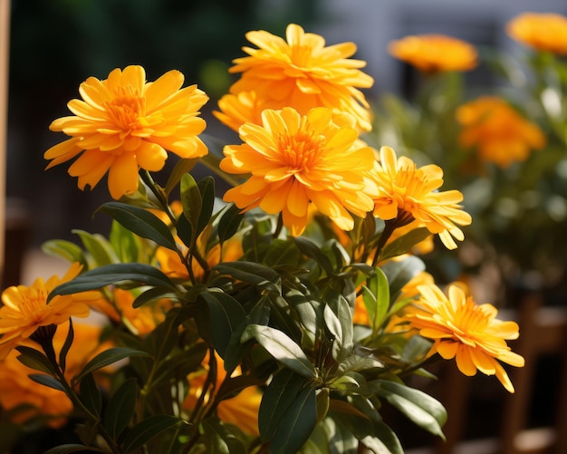 Un mazzo di fiori gialli