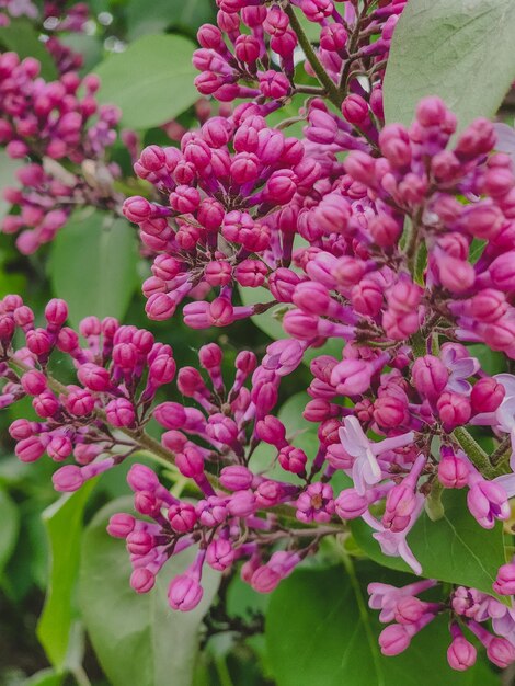 Un mazzo di fiori lilla viola su un cespuglio