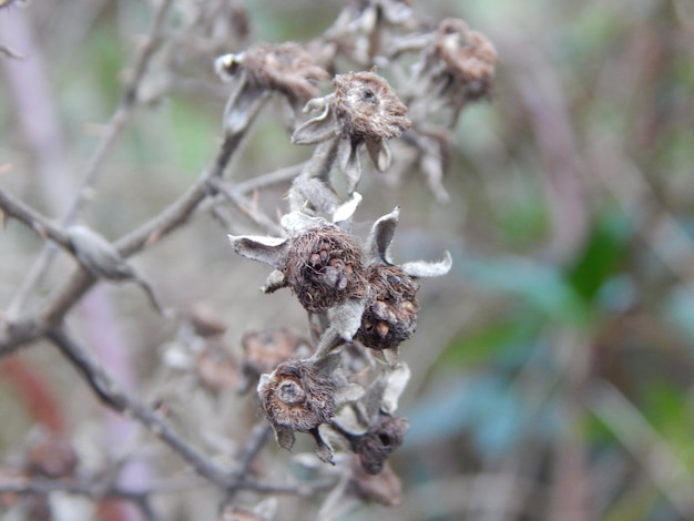 Un mazzo di fiori morti con sopra la scritta dead