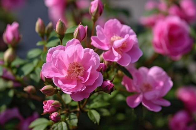 un mazzo di fiori rosa che si trovano in un giardino