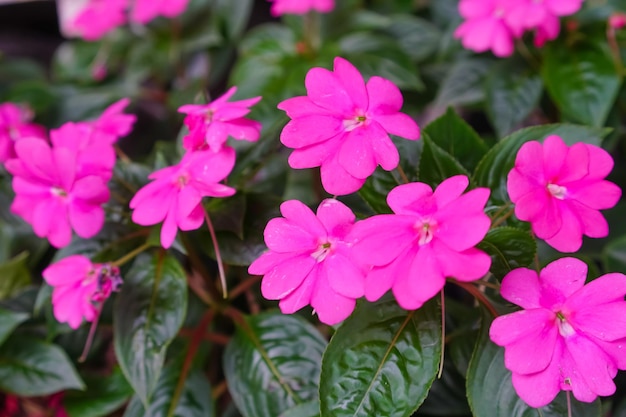 Un mazzo di fiori rosa con la scritta "non toccare" in cima.