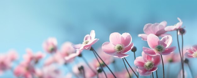 un mazzo di fiori rosa con sfondo blu